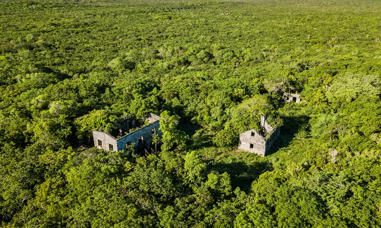 Wides Green Plantation